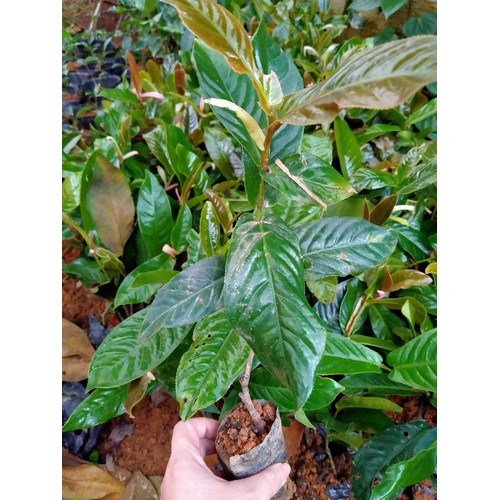 Combo 2 cây hải đường đỏ