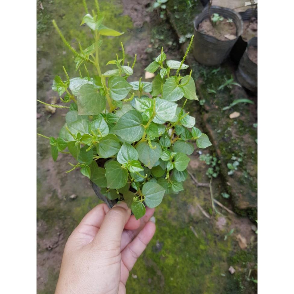Cây giống rau càng cua chỉ giao hàng miền bắc