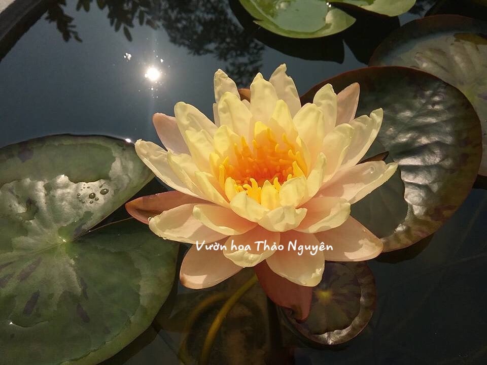 [RẺ VÔ ĐỊCH] Cây hoa súng thái lan màu vàng cánh sen MangKaLa Ubol K-01