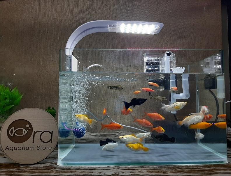 [RẺ VÔ ĐỐI]COMBO BỂ+LỌC+ĐÈN+OXY - Hồ Cá Phong Thủy Để Bàn Văn phòng - Giá đã bao gồm thùng xốp vận chuyển