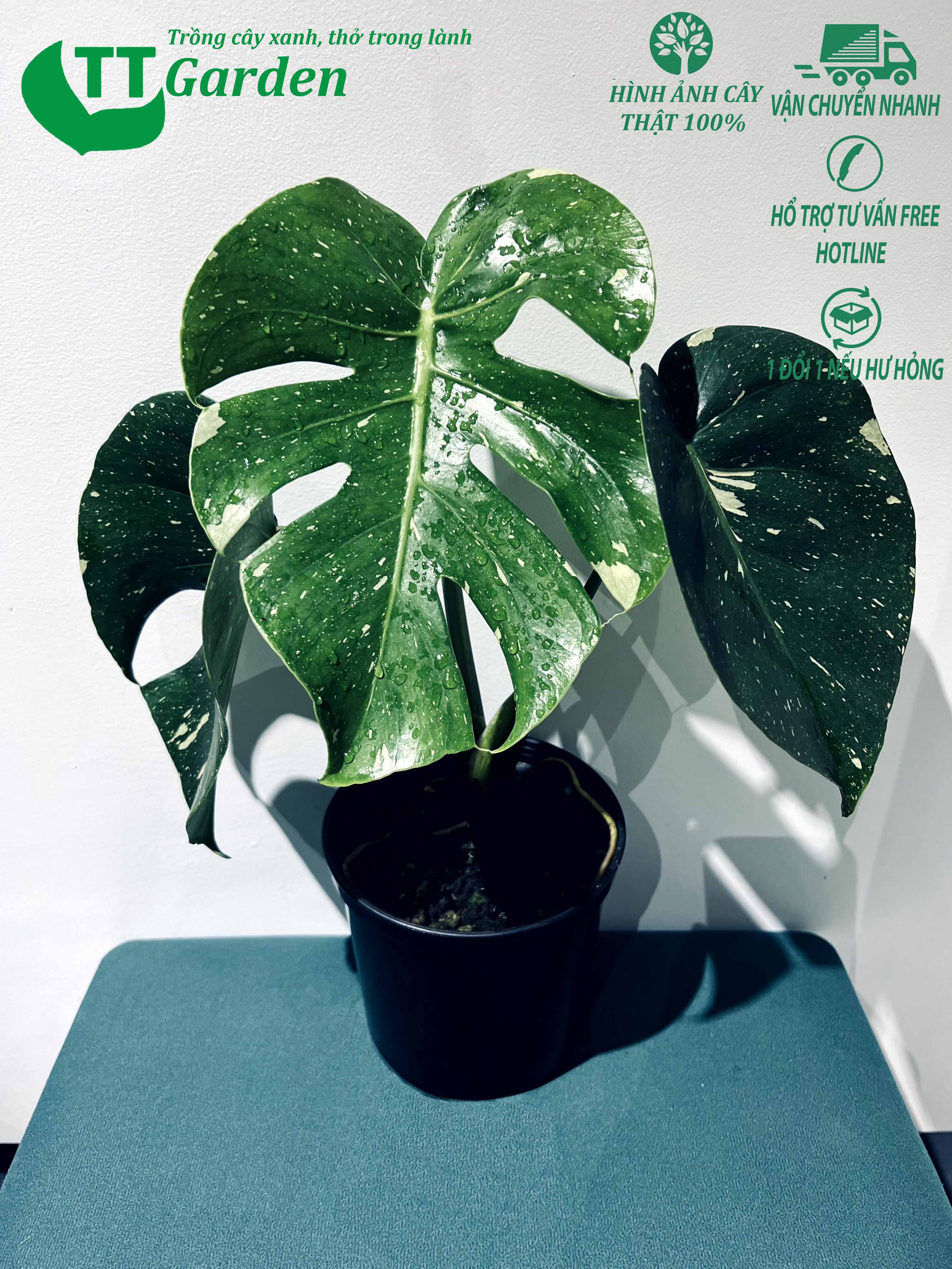 Trầu bà lá xẻ chòm sao thái lan Monstera Deliciosa Thai Constellation cây giống trồng trong nhà trồng ngoài trời sân vườn decor trang trí