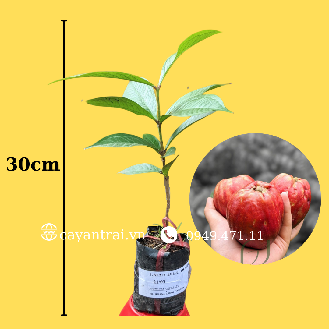 Cây Mận Điều Đỏ