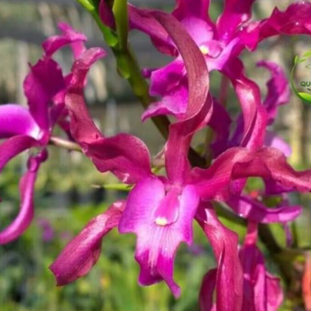 Cat thông thiên pháo( tên Hình 2) cây giống thái nhiều thân combo 3 cây 105k.