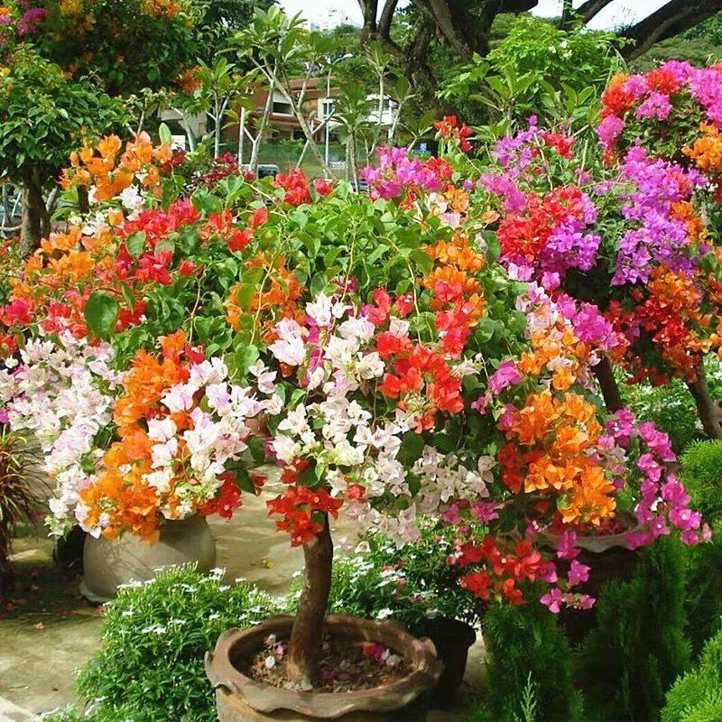 Bộ 2 gói Hạt giống hoa giấy nhiều màu