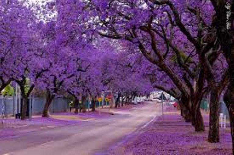 2 Cây phượng tím CAO 50CM