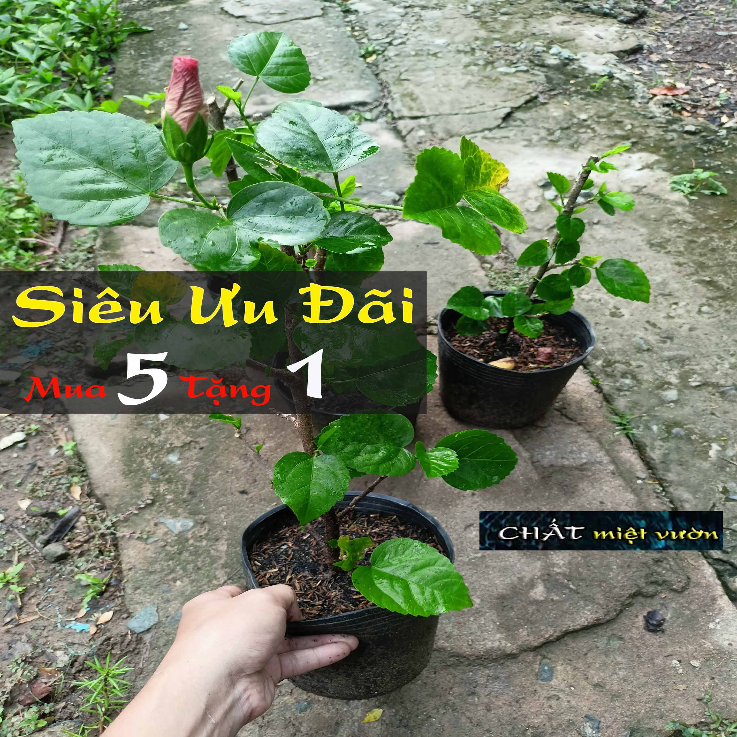 Cây dâm bụt Thái màu vàng cánh đơn cực đẹp