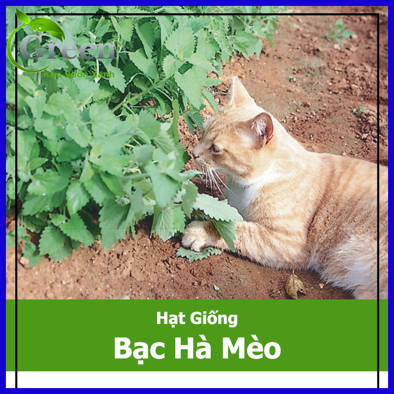 Hạt giống bạc hà mèo catnip