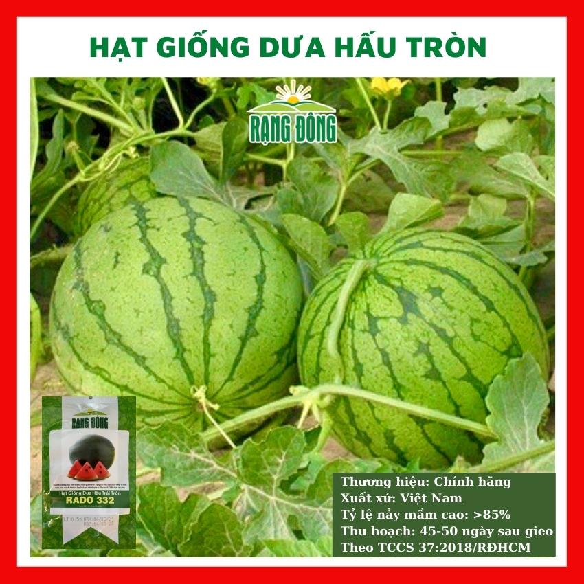 Hạt giống dưa hấu trái tròn ruột đỏ giòn ngọt - rau củ quả trồng chậu sân vườn ban công tỉ lệ nảy mầm cao 10 hạt RADO332