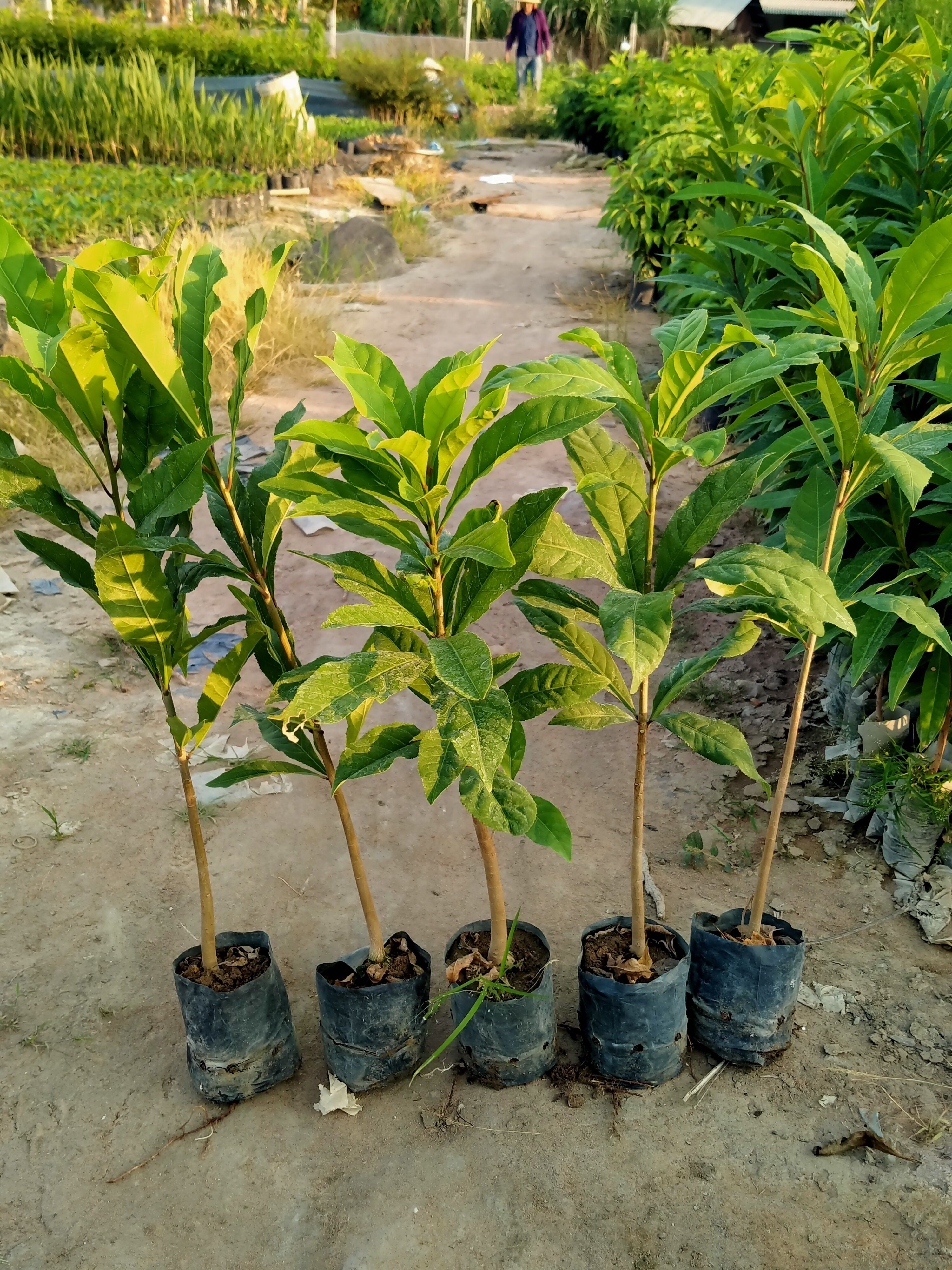 Combo 5 cây lộc vừng cao 50cm