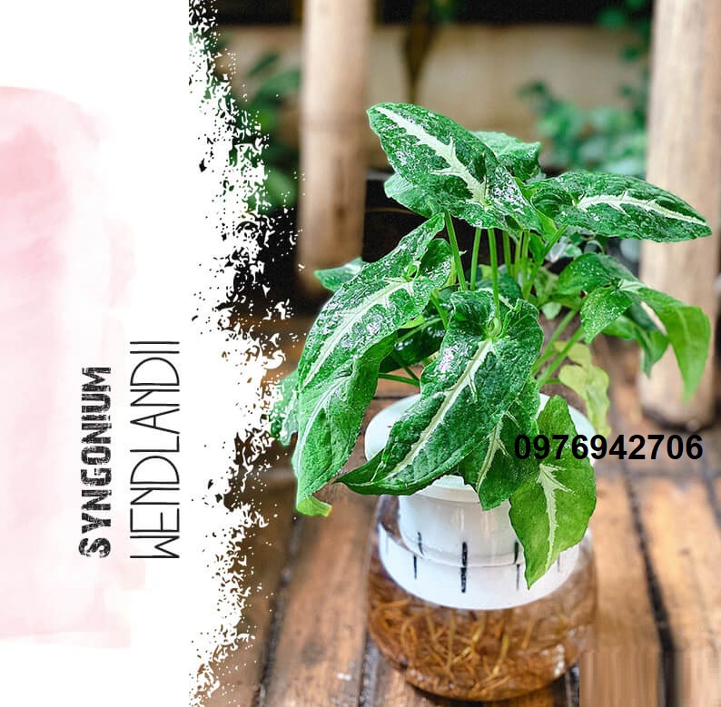 Trầu Bà Nhung Syngonium Wendlandii-thanh lọc không khíthích hợp văn phòng, nhà ở, sân vườn