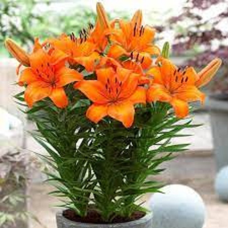Combo 5 củ hoa ly lùn hoa màu cam