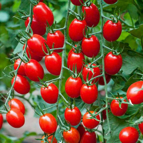 Hạt giống cà chua bi cà chua cherry gói 0.1g giá rẻ