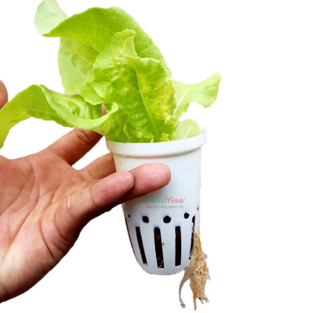 [HCM]Combo 50 Rọ Trồng Rau Thủy Canh Trắng Nhựa Nguyên Sinh (100 X 65 Mm)
