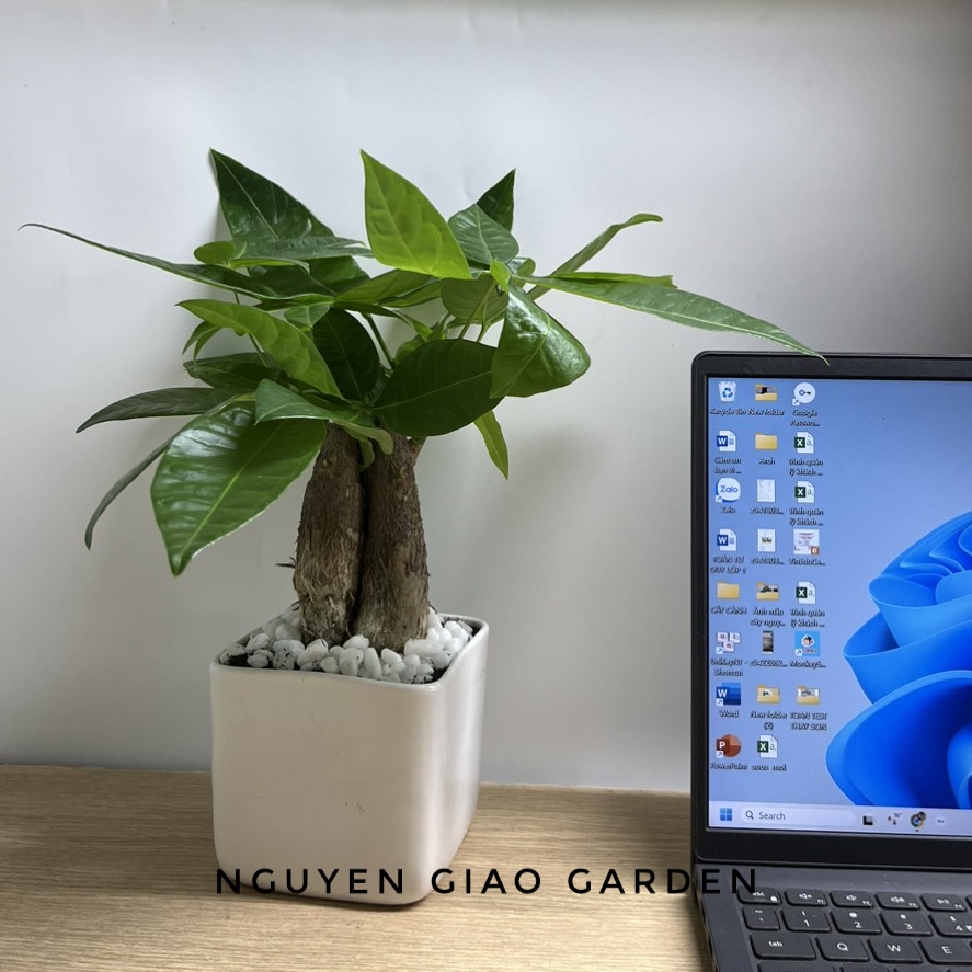 Cây kim ngân ba gốc chậu sứ vuông, cây phong thủy dễ chăm sóc, lọc không khí