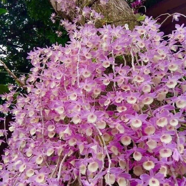 Giảm Giá Lan Thiên Cung Lữ Bố Xưa - Hoa Siêu Thơm, Siêu Đẹp - Bảo Hành Mặt  Hoa - Cốc Size Trung - Beecost