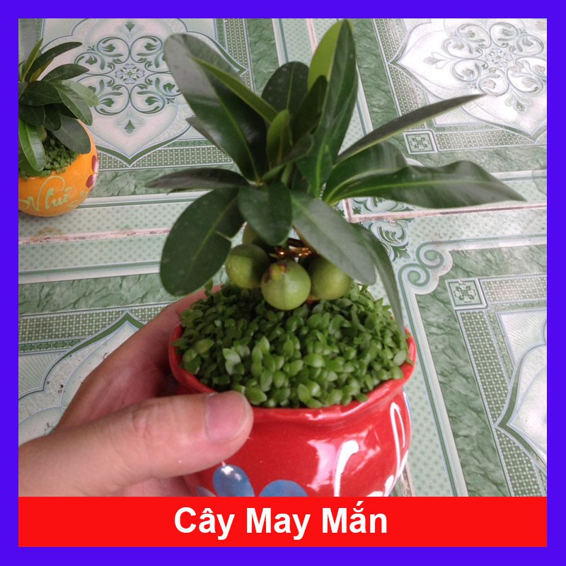 Cây May Mắn - cây cảnh mini - cây cảnh để bàn - caykiengsadec