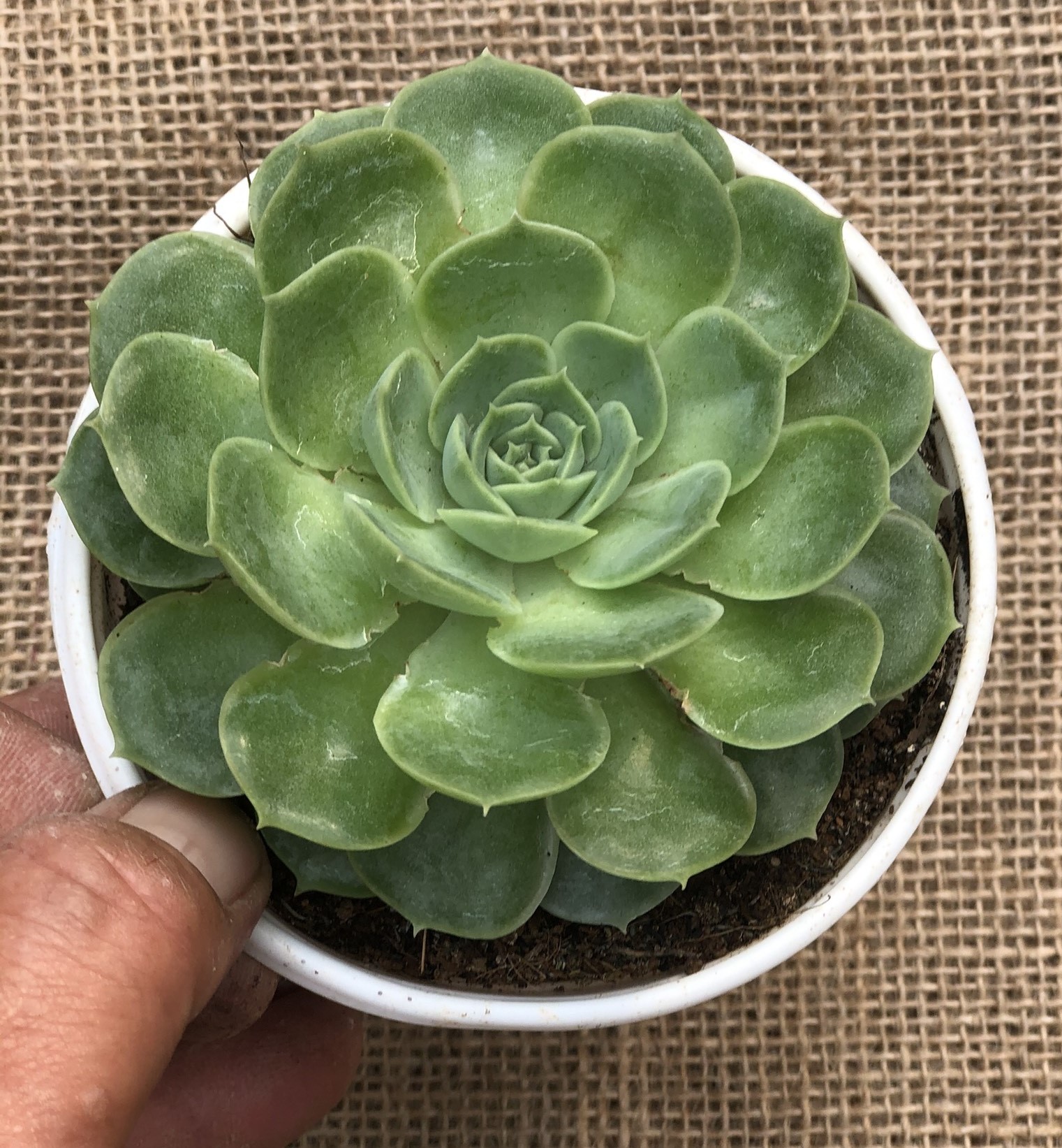 Chậu sen đá size vừa sđ3