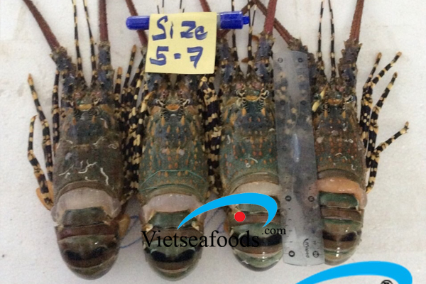 Tôm hùm tươi ướp đá