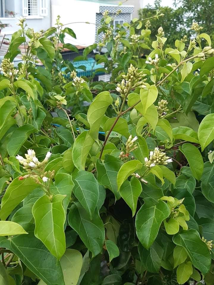 Lá giang tươi nấu canh chua