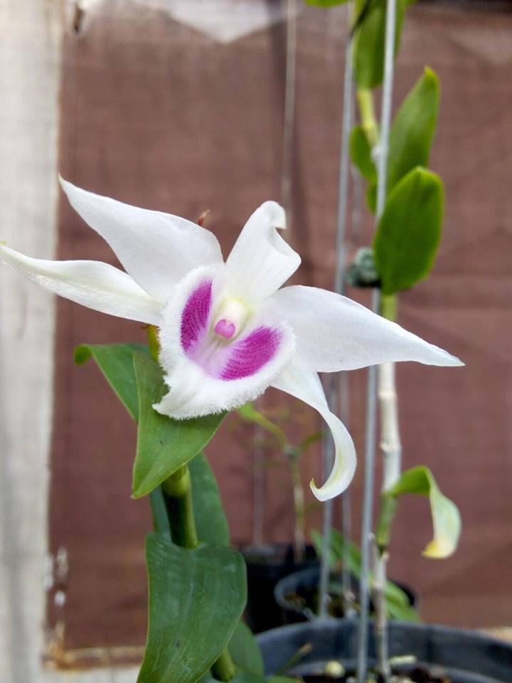 Cốc phi điệp 5 cánh trắng MẮT NAI HÒA BÌNH (5ct)- hàng gieo hạt - hoa xổ số - hoa siêu đẹp giá rẻ