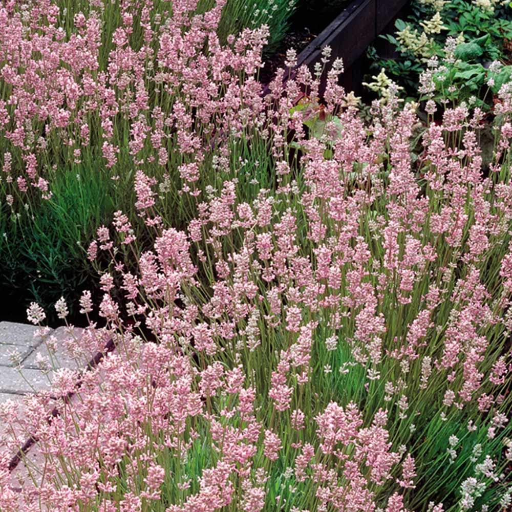 25h Hạt Giống Hoa Oải Hương Lavender Rosea (TLB2| -KD: B6*V13*M237)