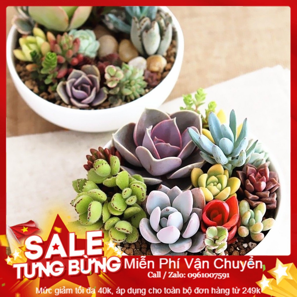 Hạt giống Hoa Sen đá 10 Hạt [ Tặng bộ dụng cụ làm vườn Mini 3 món ]