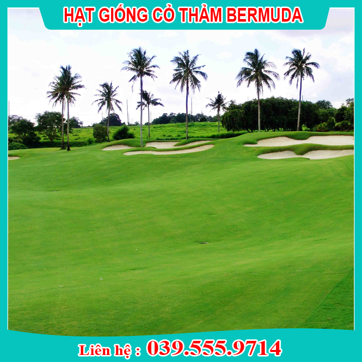 200g hạt giống cỏ thảm bermuda xanh uy tín chất lượng cao