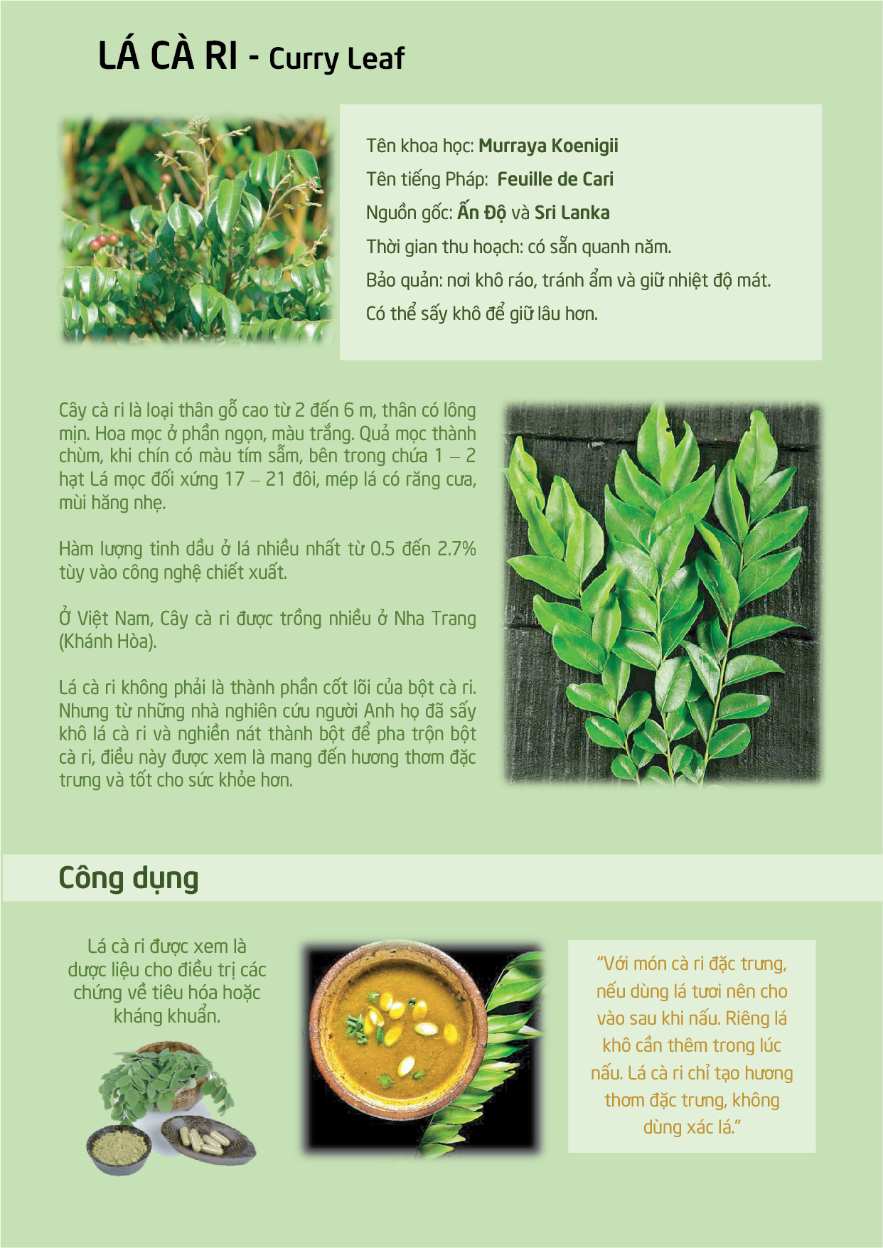 Lá cà ri Ông Chà Và 15gr (Curry Leaf)