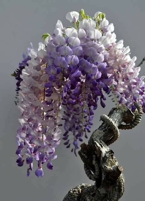 CÂY HOA TỬ ĐẰNG THÂN GỖ - HOA TÍM SIÊU ĐẸP