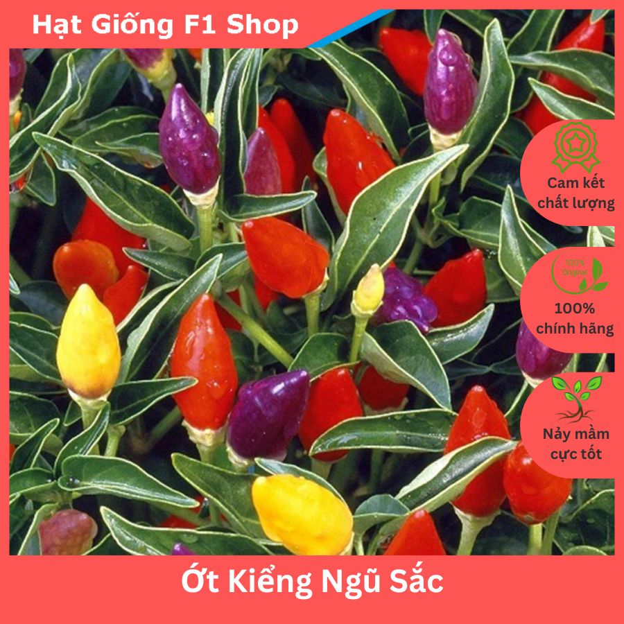 Hạt Giống Ớt Kiểng Ngũ Sắc Sai Trái