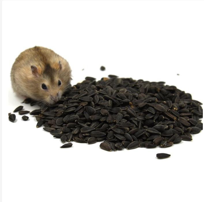 Hạt hướng dương đen nhỏ cho chuột hamster, sóc, bọ