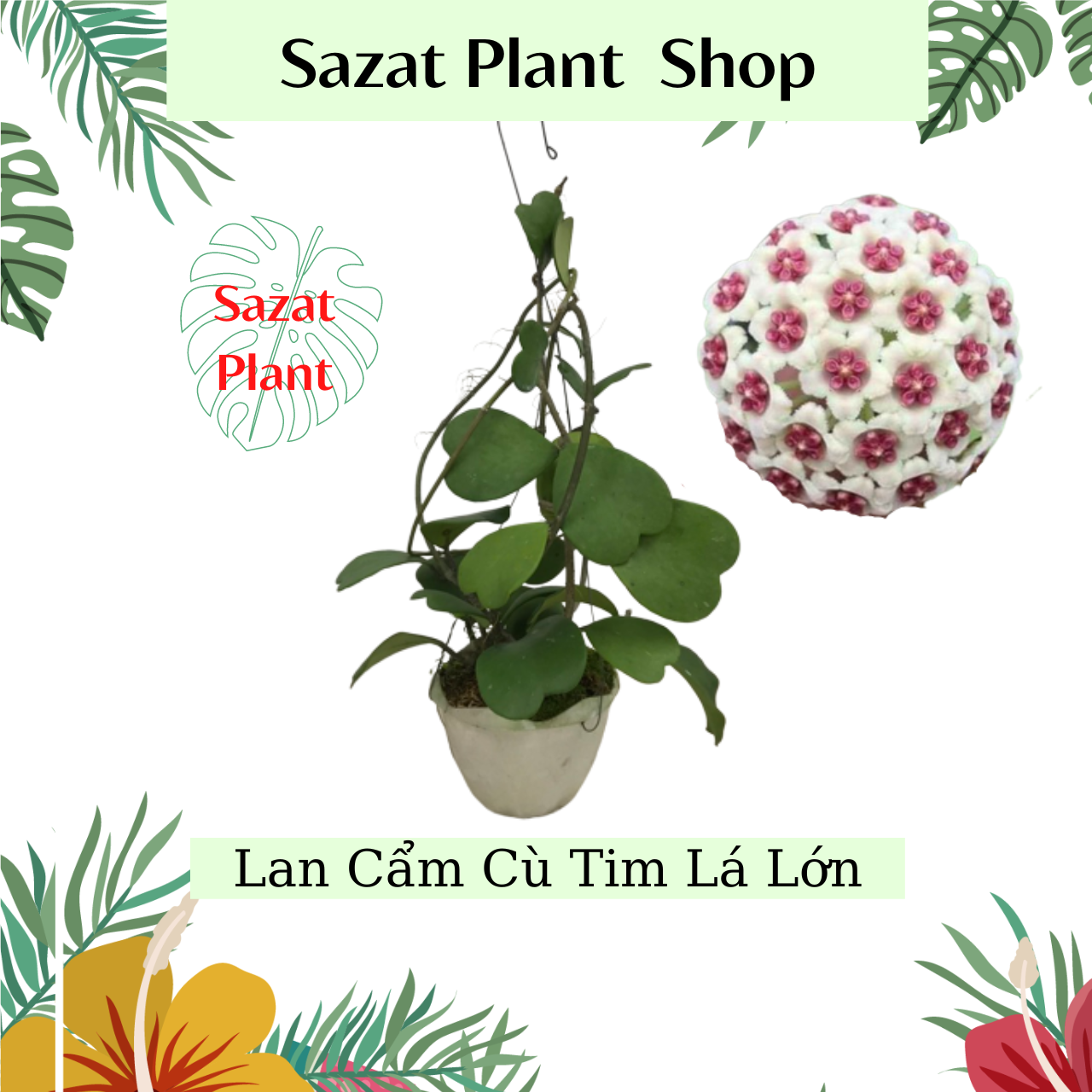 Cây Cẩm cù lá tim lớn chậu treo size chậu to 18cm cây trưởng thành cho hoa quanh năm trồng ban công sân vườn SaZat Plant