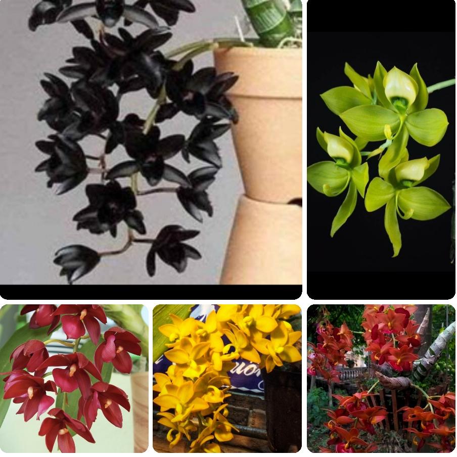 Lan Thiên Nga cây giống năm 2 khá khoẻ xanh tốt hoa xổ ngẫu nhiên. Giá 199k/ 4 chậu