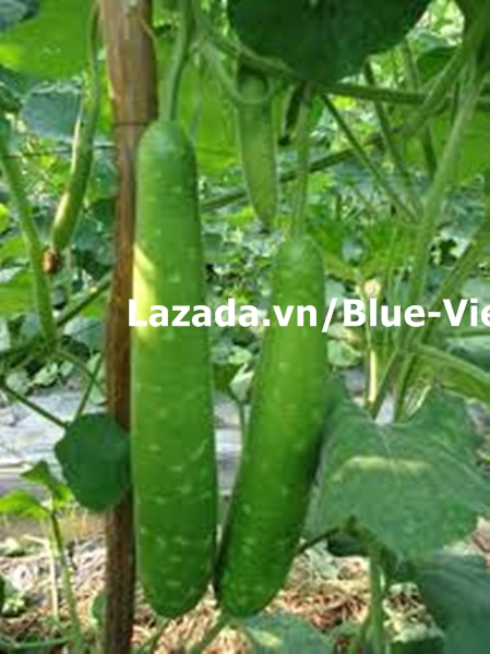 Hạt giống Bầu sao F1 qủa dài 