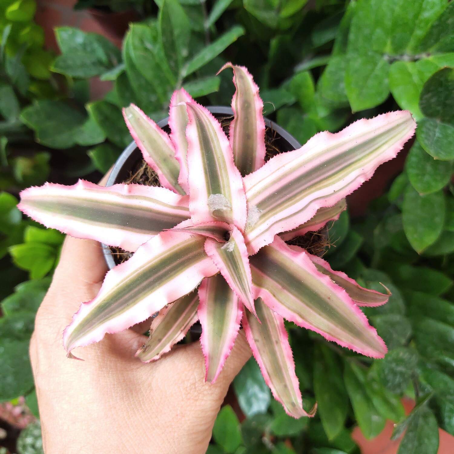 🌺 Dứa hồng phụng 🌺(hay còn gọi là lê phụng cơ, cây hồng phụng, cây tiểu phụng)