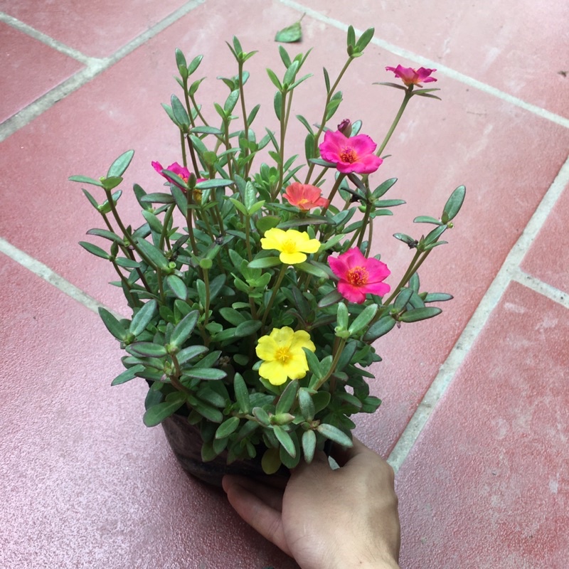 Hoa Sam Mix nhiều màu,cây xum,nhiều nụ