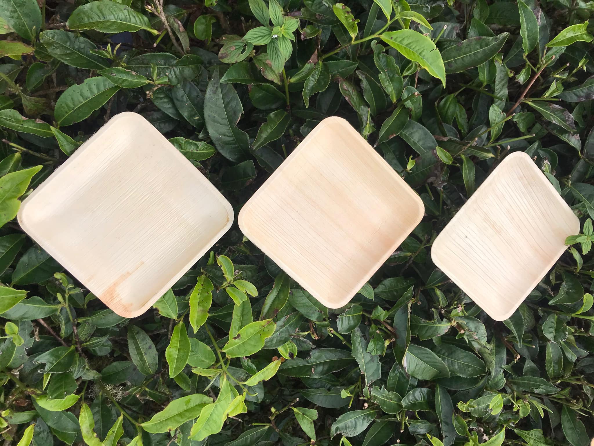 Combo 10 đĩa mo cau vuông
