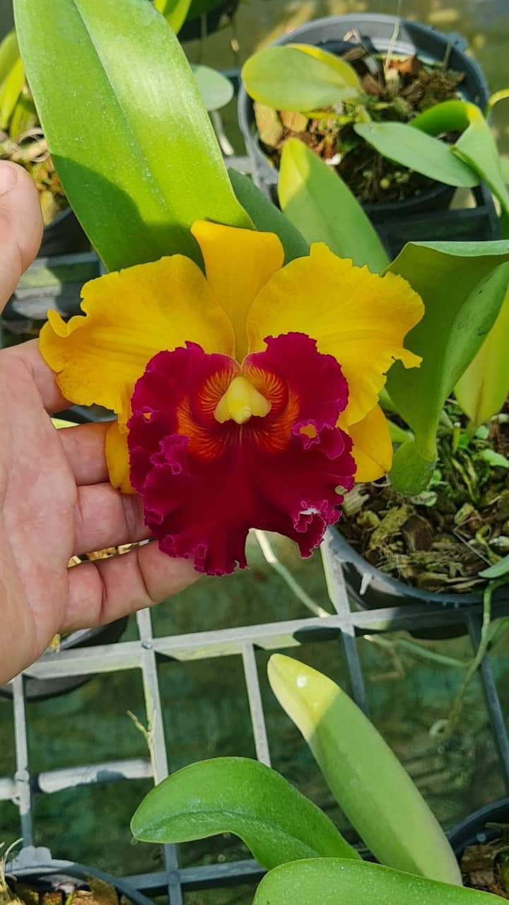 Hoa lan Cattleya Chung Yeah chậu cây trưởng thành, nhiều thân