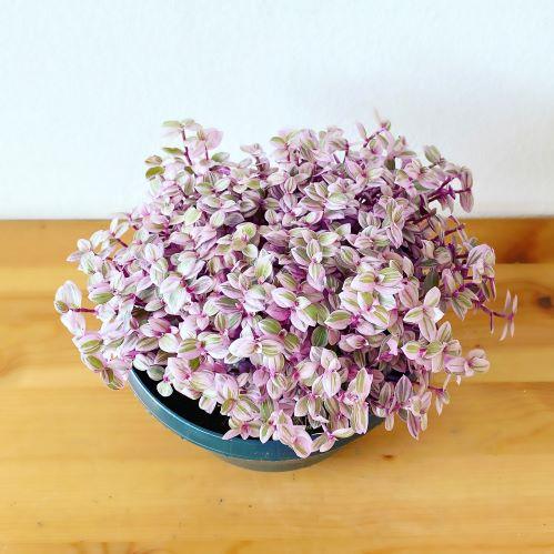 Chậu cây thài lài hồng mini - pink lady - thài lài mini pink lady violet