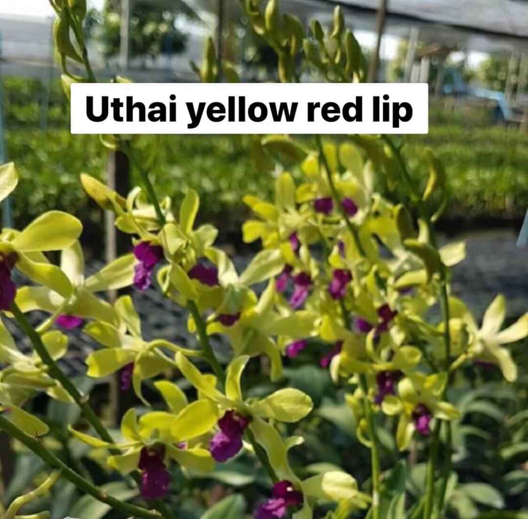 Chậu cây lan Dendro nắng xưa Uthai - giống nhập Thái - hoa cực thơm, bền tới 1 tháng