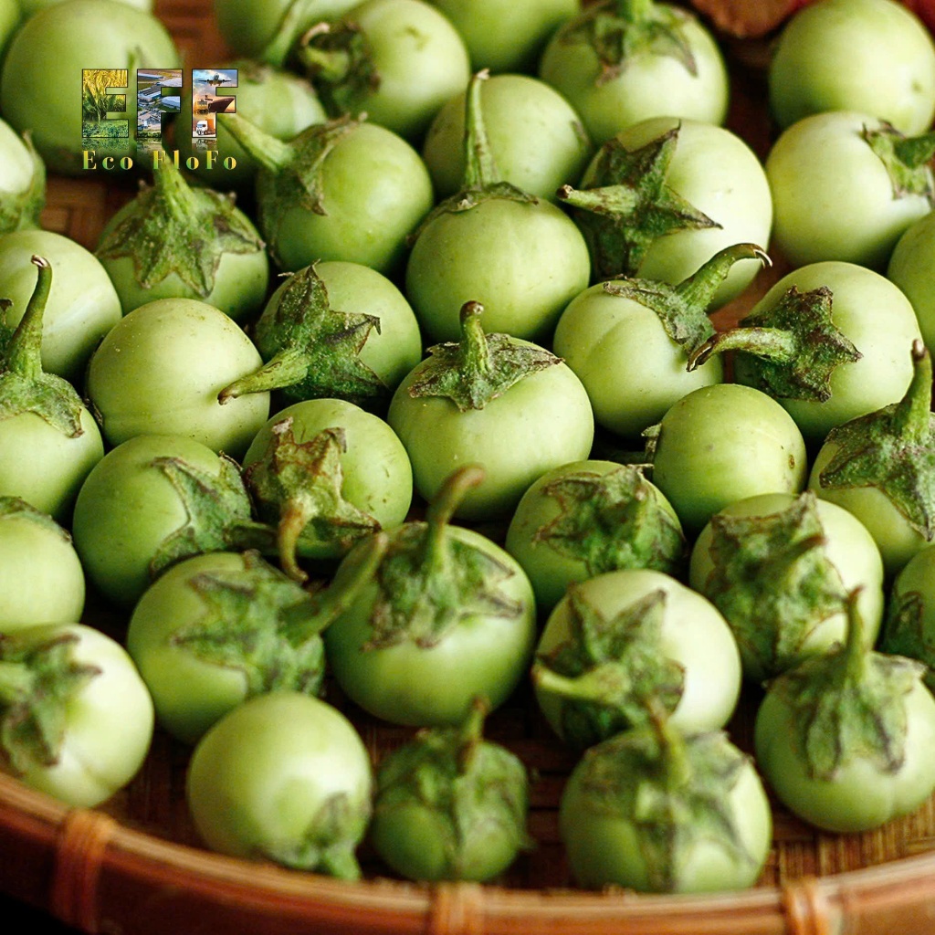 1 Thùng 9Kg Cà Pháo Xanh Tây Ninh Eco FloFo Đạt Chuẩn VietGAP (Chỉ Bán Hàng Loại A+ Được Tuyển Chọn Để Xuất Khẩu)