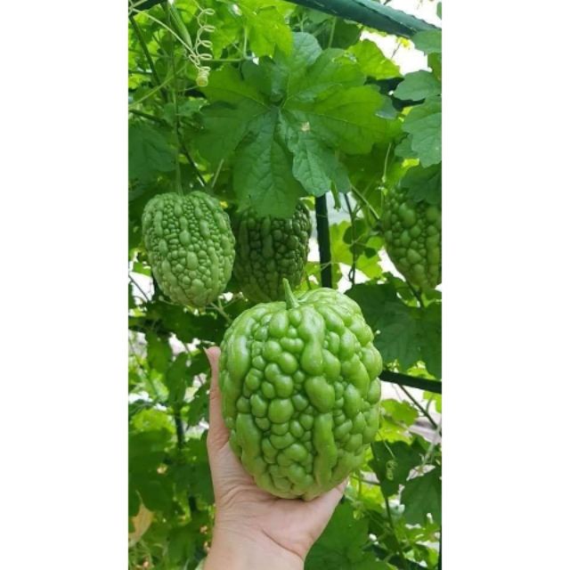 241A Hạt Giống Mướp Đắng Trái Tim Xanh 5 Hạt Đến Mùa Trồng Tết