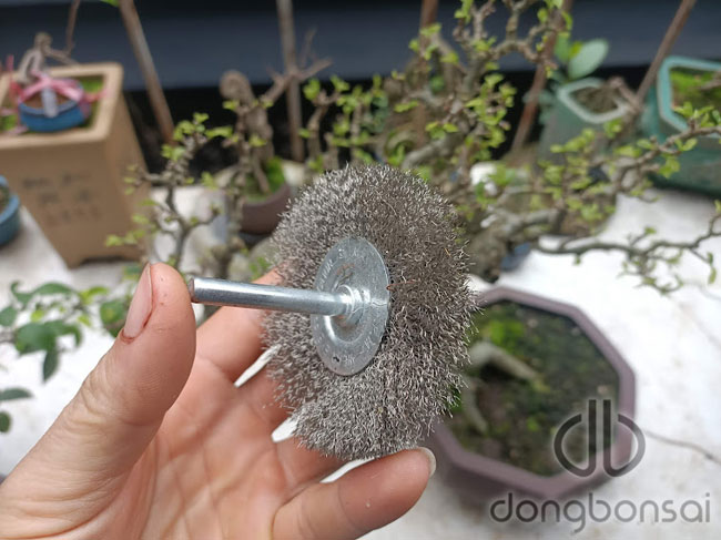 Mũi bánh kẽm 6.75 vệ sinh thân cây, hoàn thiện việc chế tác lũa