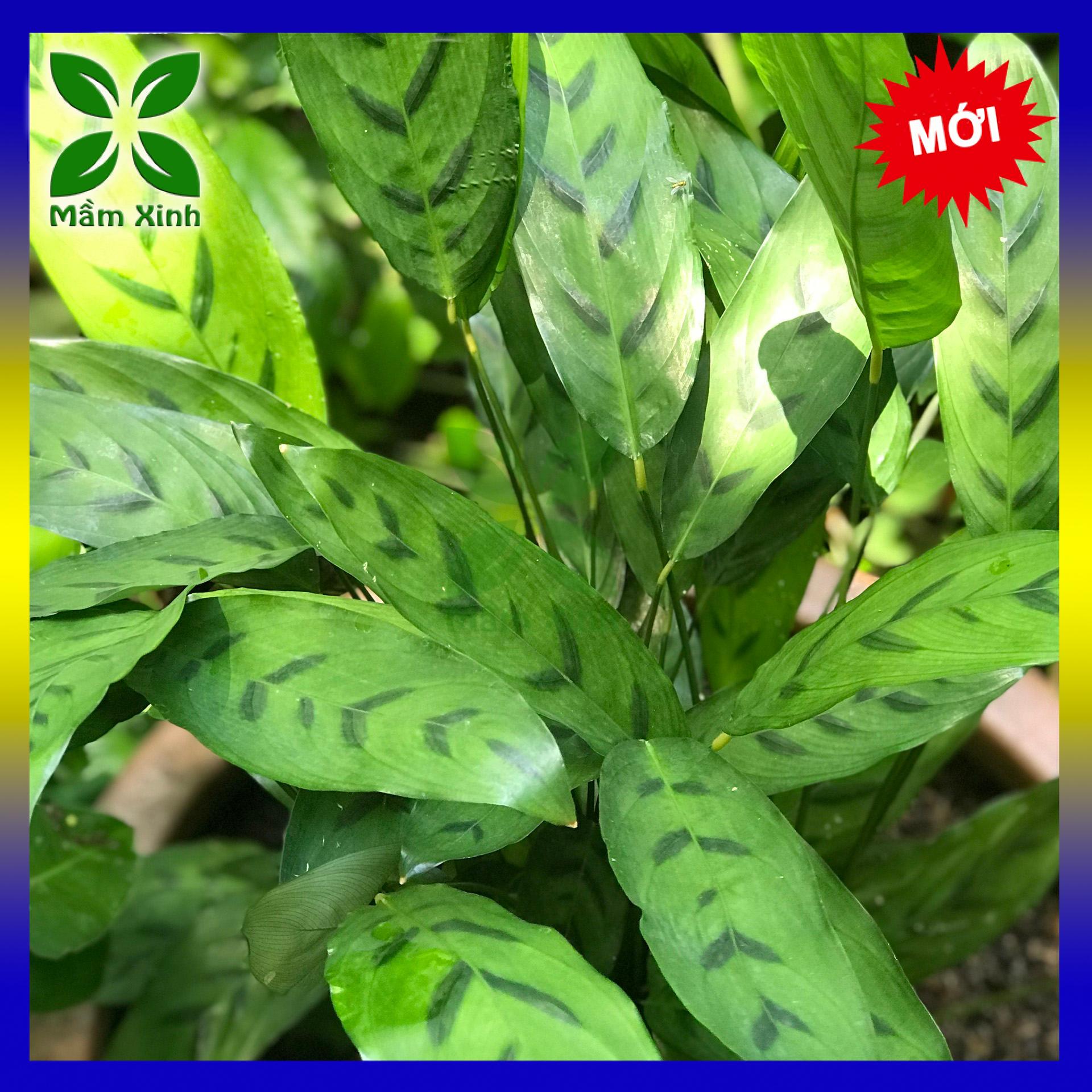 Cây Đuôi Công Xanh Lá Dài Calathea Leopardina Mầm Xinh