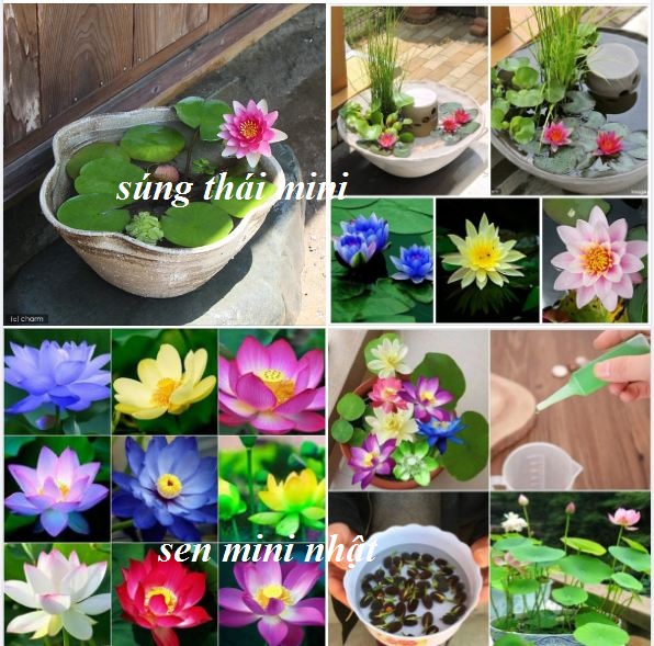 Bộ Hạt Giống Hoa Trồng Thủy Canh ( sen mini 5 hạt + súngthái mini +1 chai dinh dưỡng )
