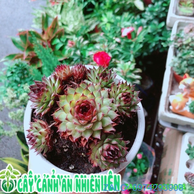Chậu sen đá phật bà đồng giá 60k/chậu