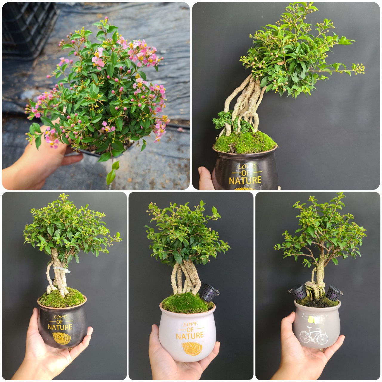 Bonsai mini để bàn hồng ngọc mai đã thay chậu