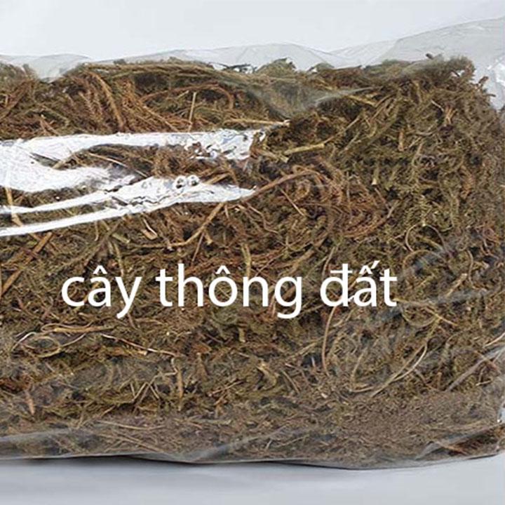 cây thông đất khô 1kg