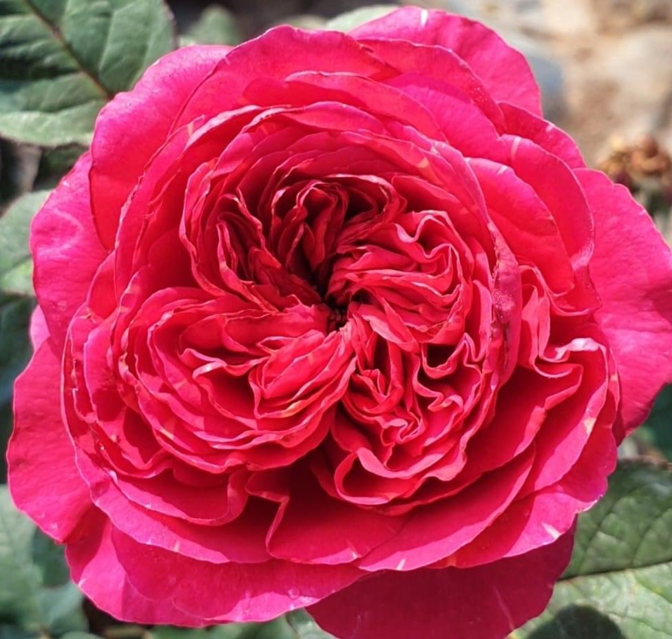 Hoa hồng Ngoại Kate Rose