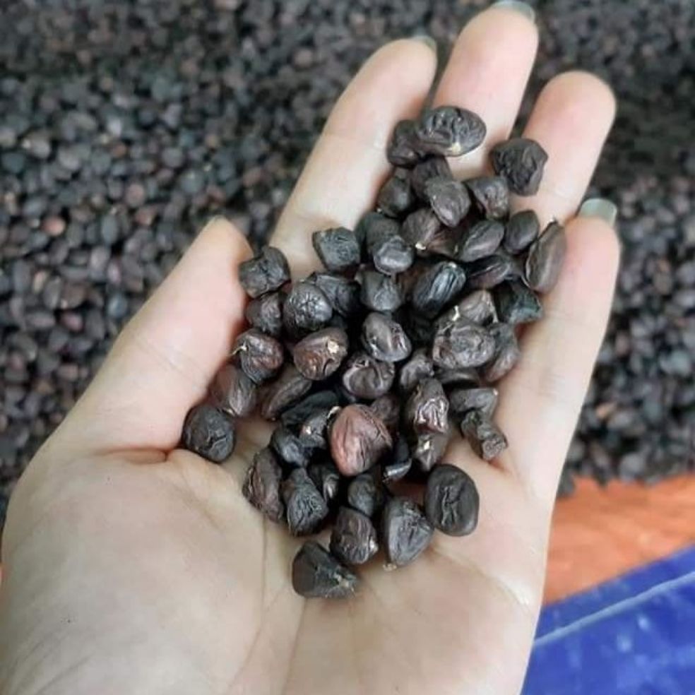 Hạt dổi rừng 100gr